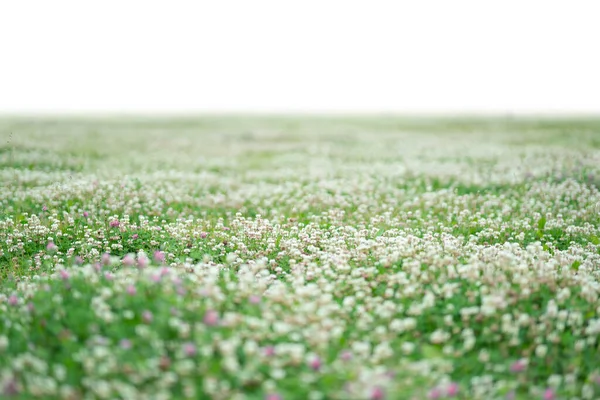 Kwiaty trawy i wiosenne izolowane na białym — Zdjęcie stockowe