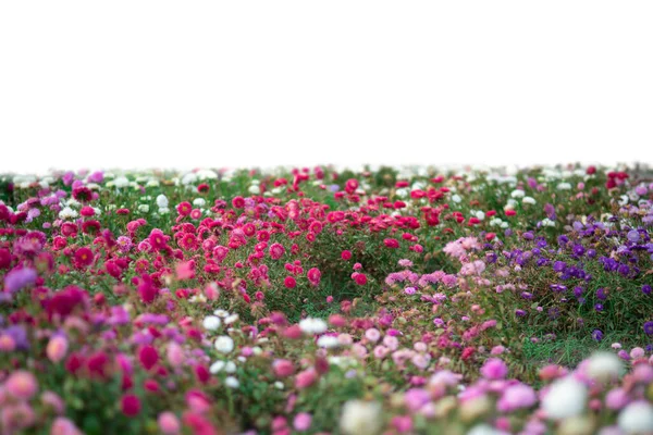 生长在白色草地上的草本和粉色夏花 — 图库照片