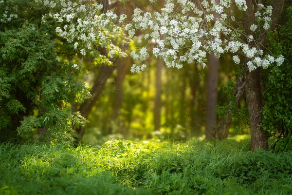 春日的光芒照亮了一片绿色的草地. — 图库照片