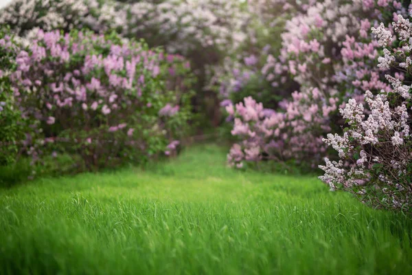 Весняний зелений луг з квітучими бузковими деревами — стокове фото