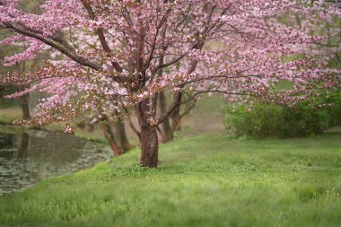 Bahar bahçesinde kiraz ve elma çiçekleri