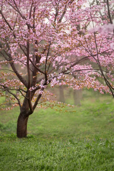 Цвіте вишня і яблуко у весняному саду — стокове фото