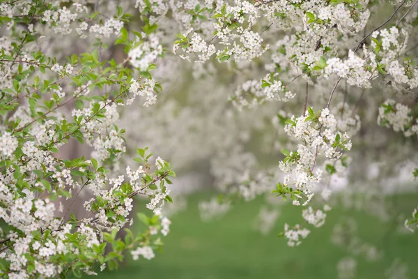 Άνθη κερασιάς και μήλων στον ανοιξιάτικο κήπο — Φωτογραφία Αρχείου