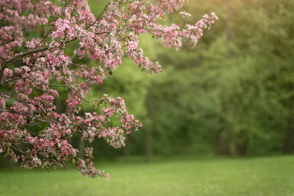 Cereja e maçã floresce no jardim da primavera Imagens De Bancos De Imagens Sem Royalties