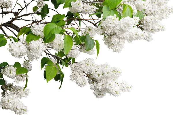 Krásná Lilac větev izolované na bílém pozadí — Stock fotografie