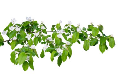 Çiçekli elma dalı beyaz arkaplanda izole