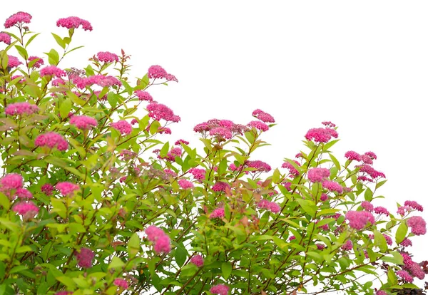Flor Rosa Planta Arbusto Aislado Sobre Fondo Blanco —  Fotos de Stock