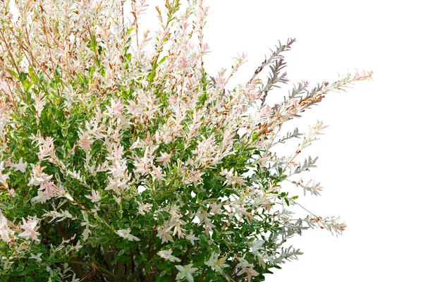Bílý Květ Rostlina Keř Izolované Bílém Pozadí — Stock fotografie