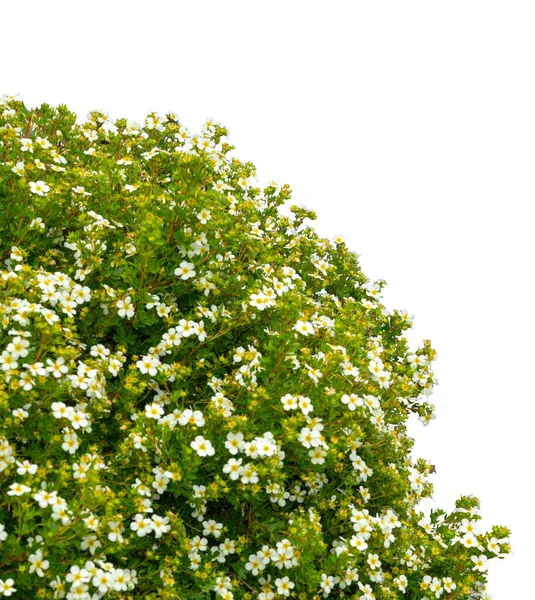 Buisson Plante Fleur Blanche Isolé Sur Fond Blanc — Photo