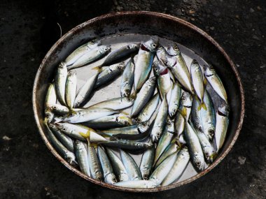 bir kova içinde ölü küçük gümüş balık