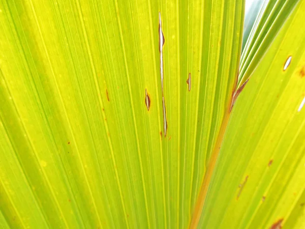 Palmblatt aus nächster Nähe — Stockfoto