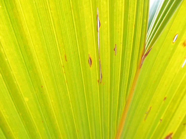 Palm leaf від закрити — стокове фото