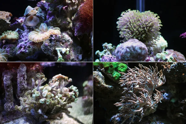 サンゴ。水中世界の住民. — ストック写真