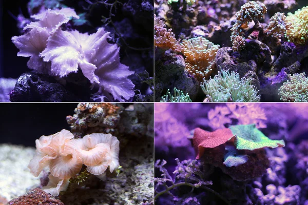 mercan. Sualtı dünya nüfusu.