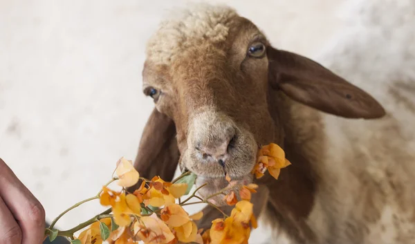 Lamb, sheep — Stock Photo, Image