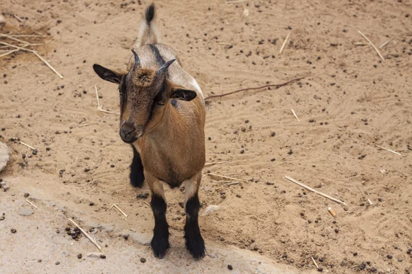 Goat — Stock Photo, Image