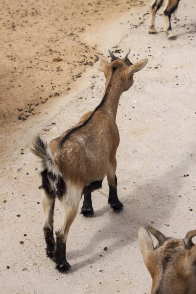 Goat — Stock Photo, Image