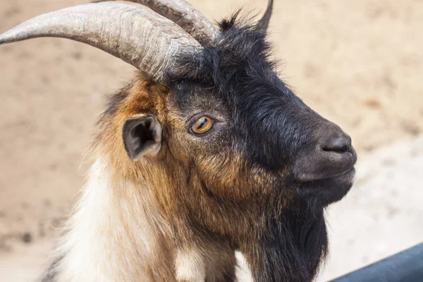 Goat — Stock Photo, Image