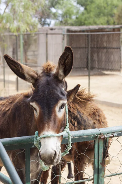 Mule, ass — Stock Photo, Image