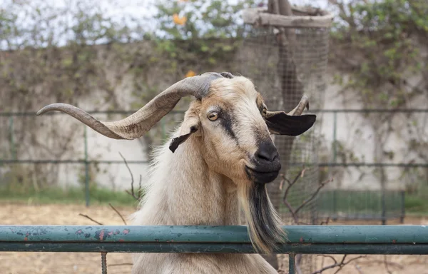 Goat — Stock Photo, Image
