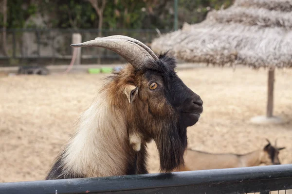 Goat — Stock Photo, Image