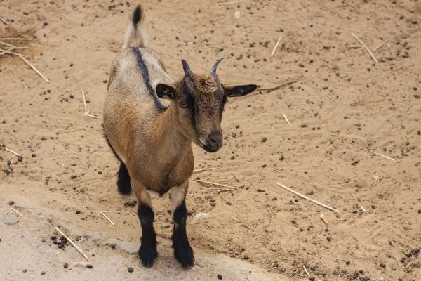 Goat — Stock Photo, Image