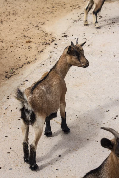 Goat — Stock Photo, Image