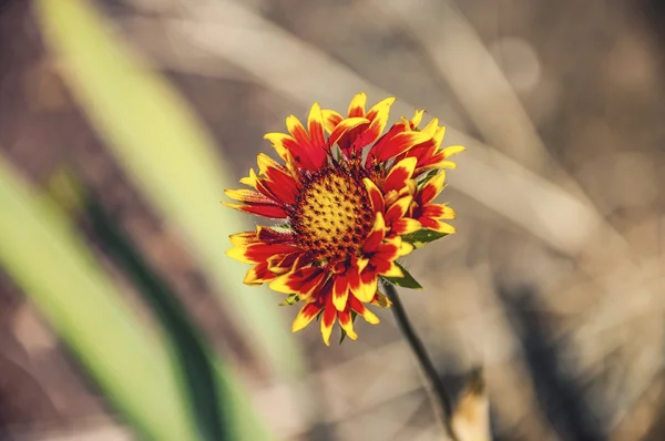 Summer flower — Stock Photo, Image