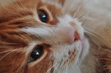 Kırmızı uykulu kedi