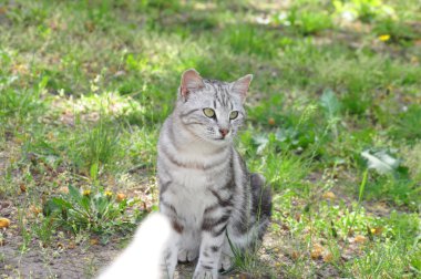 Süper yaz gün çekim