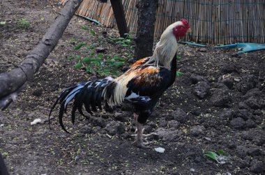 Ukraynalı hayvanat bahçesi hayvanları