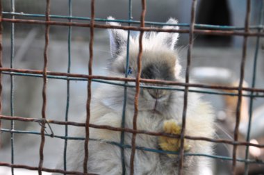 Hayvanat bahçesindeki küçük tavşan