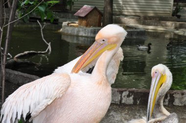 Ukraynalı hayvanat bahçesi hayvanları