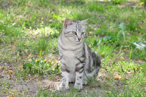 Entzückende Katze sitzt auf dem grünen Gras — Stockfoto