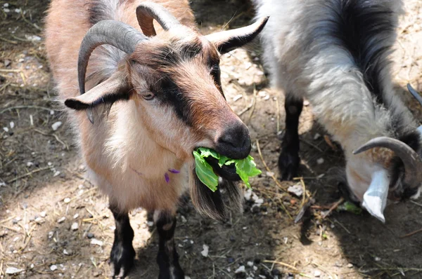 Симпатичный козел ест свою еду. — стоковое фото