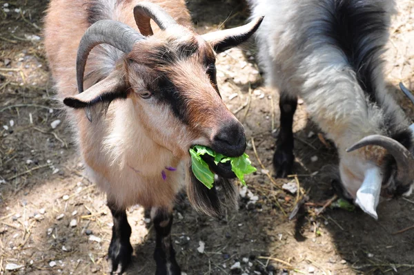 彼の食糧を食べるかわいい突き棒 — ストック写真