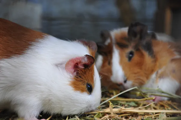 İki eskiden şiling şimdi pigs yeme — Stok fotoğraf