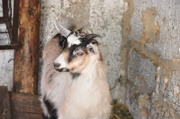 ウクライナの動物園からの動物 — ストック写真