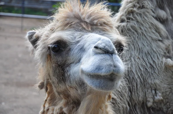 Camelo faminto no zoológico — Fotografia de Stock