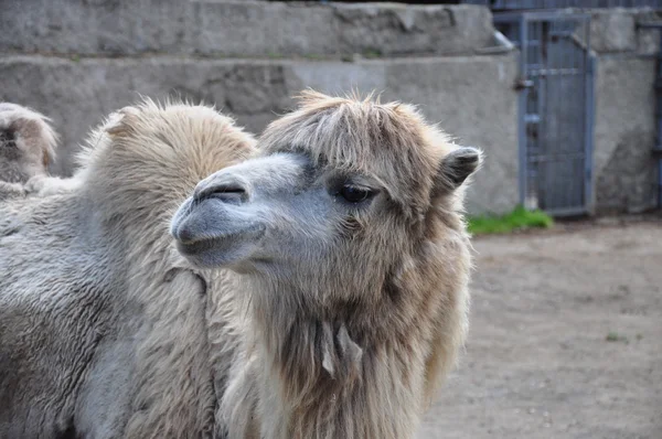 Голодные верблюды в зоопарке — стоковое фото