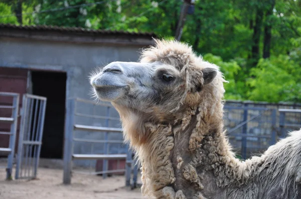 Hungriga kamel i djurparken — Stockfoto