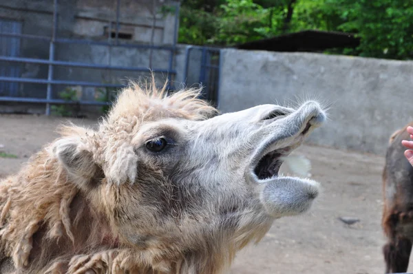 Głodny wielbłąda w zoo — Zdjęcie stockowe