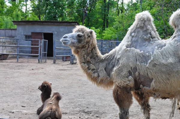 Camel with his baby — Stock Photo, Image