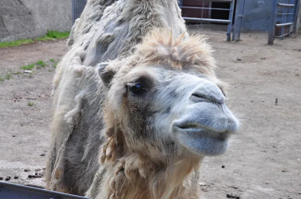 Ett djur från zoo — Stockfoto