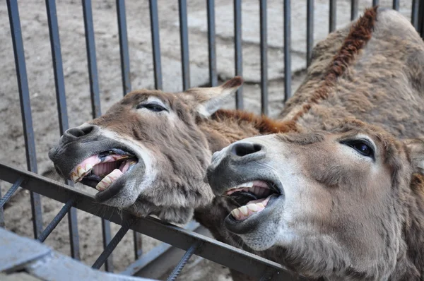 Donkeys in the zoo — Stock Photo, Image