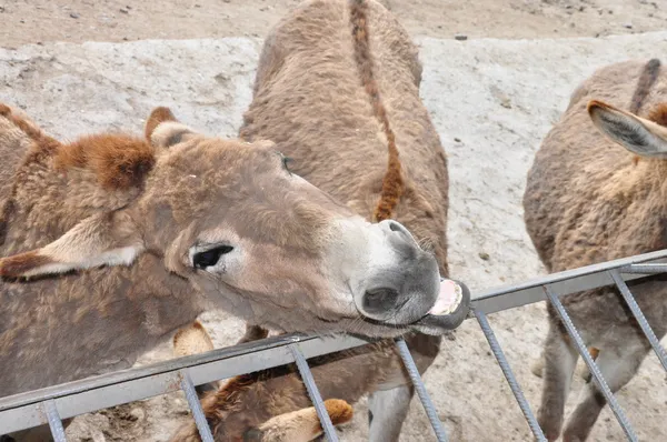 Zvířata od ukrajinského zoo — Stock fotografie