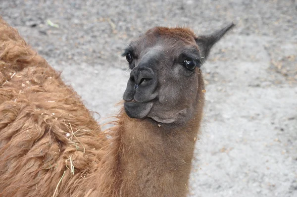 Djur från ukrainska zoo — Stockfoto