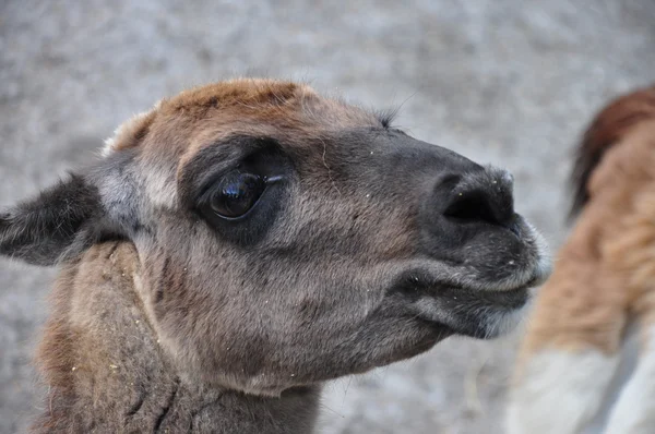 Un animal del zoológico —  Fotos de Stock