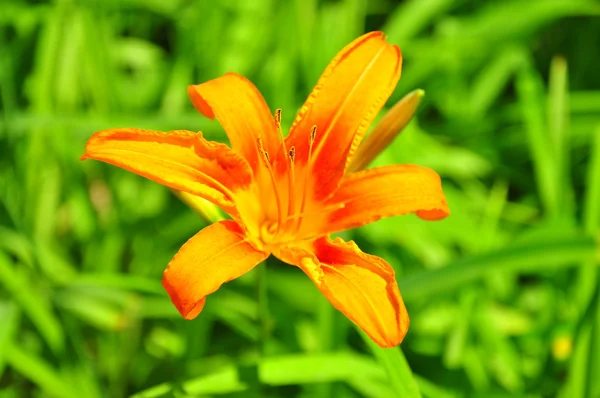 Turuncu lily