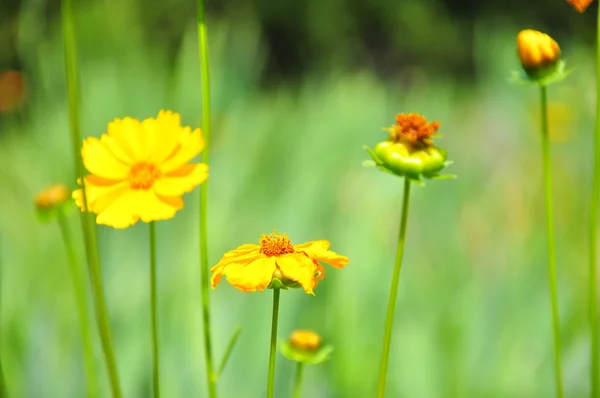 Summer field with flowers — Stock Photo, Image